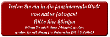 hier klicken zur Website von natur fotogen
